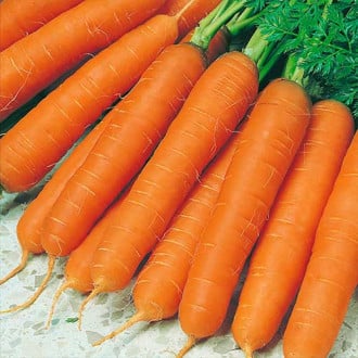 Морковь гранулированная Осенний король, семена изображение 2