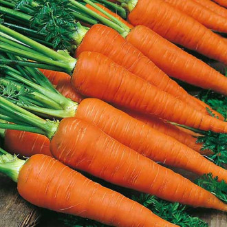 Морковь гранулированная Роте Ризен, семена изображение 2