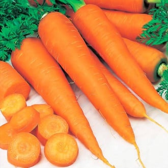 Морковь Китайская красавица Седек изображение 1