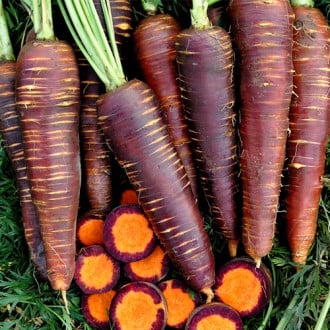 Морковь Королева фиолетовая F1, семена изображение 1
