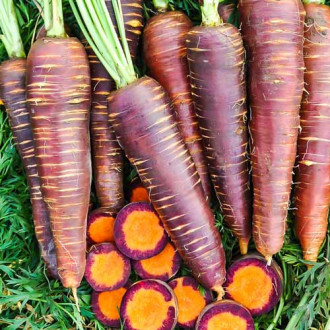 Морковь Королева фиолетовая F1 изображение 4