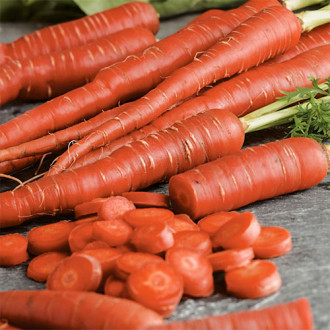 Морковь Красный зайка Premium Seeds изображение 3