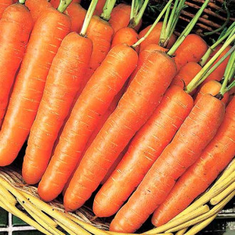 Морковь Крестьянка Седек изображение 2