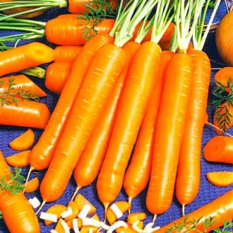 Морковь Маэстро F1, семена изображение 2