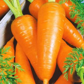 Морковь Медовая сказка изображение 1