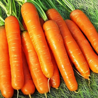 Морковь Нантская премиум Premium Seeds изображение 6