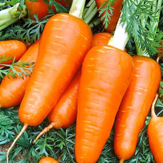 Морковь Ред Кор изображение 1