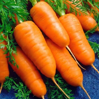 Морковь Шантенэ 2461, семена изображение 6