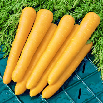 Морковь Золотистый плов Premium Seeds изображение 4