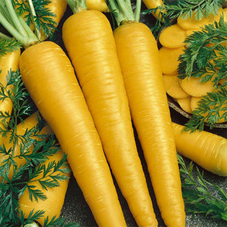 Морковь Золотой кролик Premium Seeds изображение 2