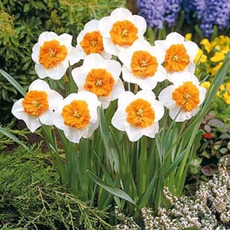 Нарцисс крупноцветковый Белла Виста изображение 4
