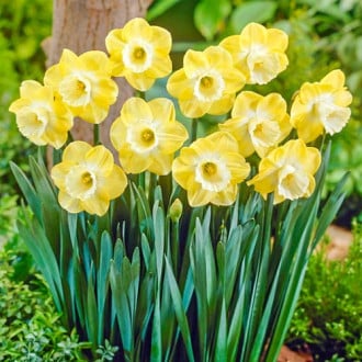 Нарцисс крупноцветковый Авалон изображение 3