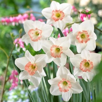 Нарцисс крупноцветковый Джанис Бабсон изображение 1