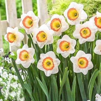 Нарцисс крупноцветковый Найт Кап изображение 1