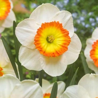 Нарцисс крупноцветковый Саунд изображение 4