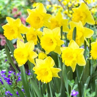 Нарцисс крупноцветковый Парк Сан изображение 1