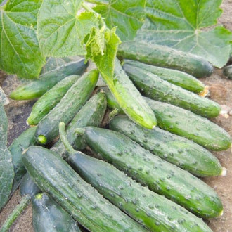 Огурец Старый Арбат F1, семена изображение 8