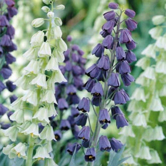 Суперпредложение! Комплект фритиллярий из 2-х сортов изображение 10