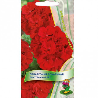 Пеларгония Люстра Скарлет, семена изображение 11