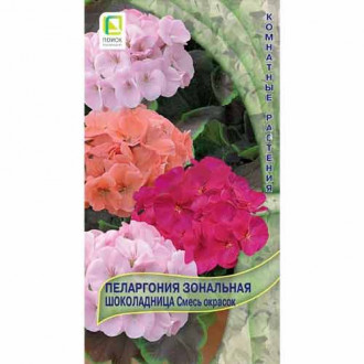 Пеларгония зональная Шоколадница, смесь окрасок Поиск изображение 1