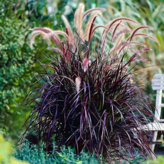 Пенисетум Пурпурное Величество F1
