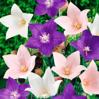 Платикодон Крупноцветковый, смесь окрасок изображение 1