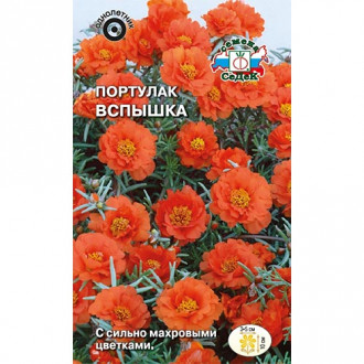 Портулак Вспышка, семена изображение 12