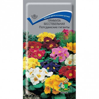 Примула Потсдамские гиганты, смесь окрасок изображение 7