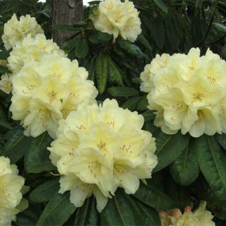 Рододендрон Эренгольд изображение 4