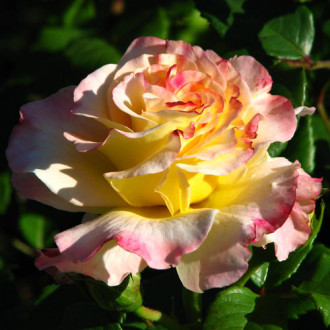 Роза чайно-гибридная Акварель изображение 2