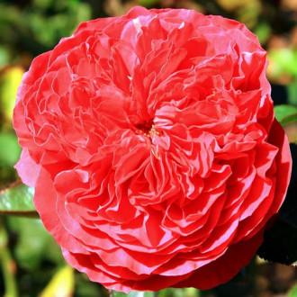 Роза английская Бенджамин Бриттен изображение 1