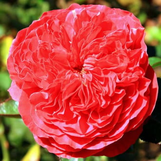 Роза английская Бенджамин Бриттен изображение 4