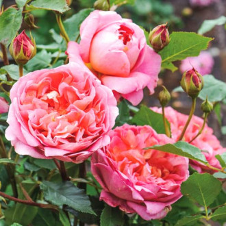 Роза английская Чарльз Остин изображение 1