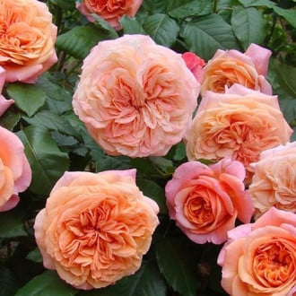 Роза английская Чиппендейл изображение 3