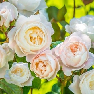 Роза английская Дездемона изображение 5