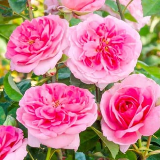 Роза английская Гертруда Джекилл изображение 2