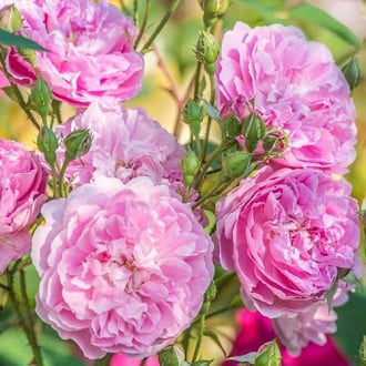 Роза английская Харлоу Карр изображение 1