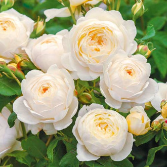 Роза английская Клэр Остин изображение 6