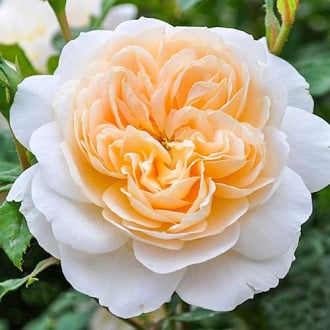 Роза английская Крокус Роуз изображение 2