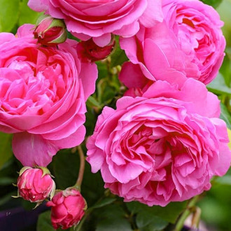 Роза английская Луиз Одье изображение 2