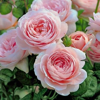 Роза английская Нежность изображение 5
