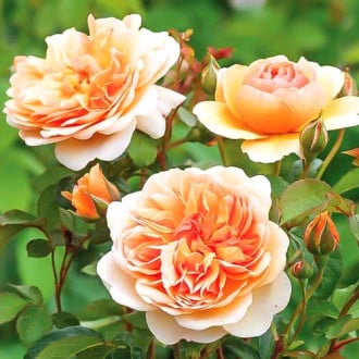 Роза английская Пегас изображение 1
