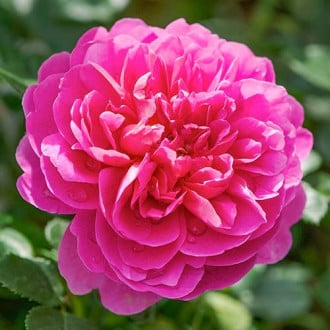 Роза английская Принцесса Анна изображение 5