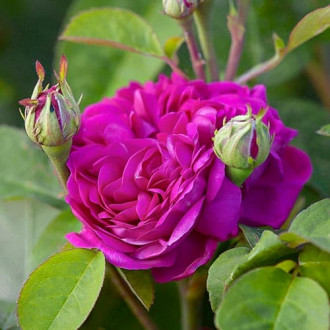 Роза английская Роз де Решт изображение 4