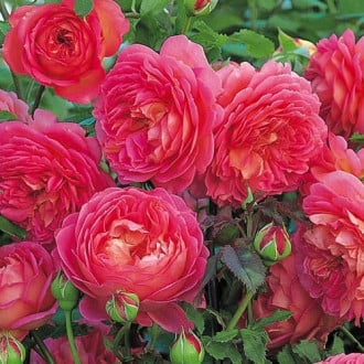 Роза английская Розовый лед изображение 2