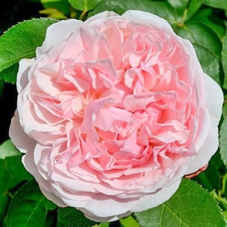 Роза английская Сант Свизан изображение 6
