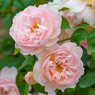Роза английская Сердце розы изображение 6