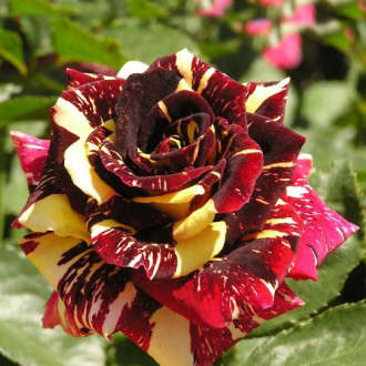 Роза чайно-гибридная Абракадабра изображение 4