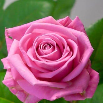 Роза чайно-гибридная Аква изображение 5