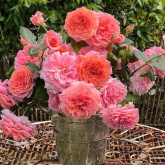 Роза чайно-гибридная Амур де Молен изображение 5